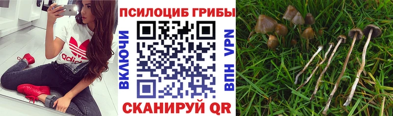 Галлюциногенные грибы мицелий  Макаров 